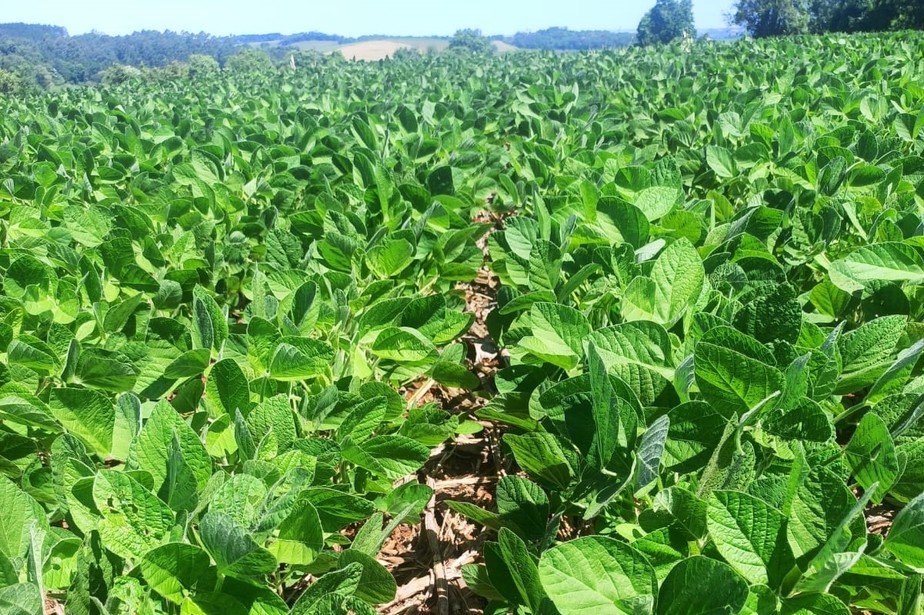 Chuva em alto volume beneficiou lavouras de soja, como a do produtor Junior Pagnan, em Francisco Beltrão, no Paraná