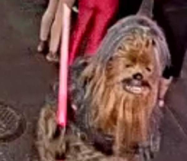 A foto divulgada pelas autoridades de Nova Orleans do homem fantasiado de Chewbacca acusado de esfaquear uma pessoa (Foto: Twitter)