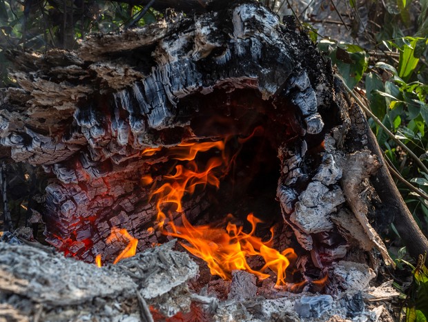 Árvore ainda em chamas em área recém queimada, em Porto Velho, Rondônia. (Foto: Victor Moriyama / Amazônia em Chamas)