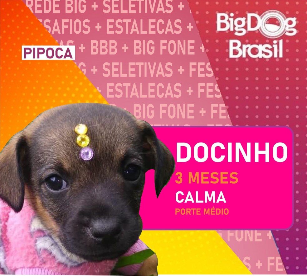 Cães participam do Big Dog Brasil, em Pinhais. Docinho foi adotada — Foto: Divulgação/Prefeitura de Pinhais