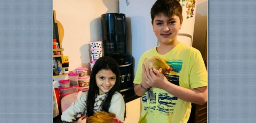 Família comprou galo e galinha para filho autista e foi denunciada pelos vizinhos, em Cascavel — Foto: Arquivo pessoal