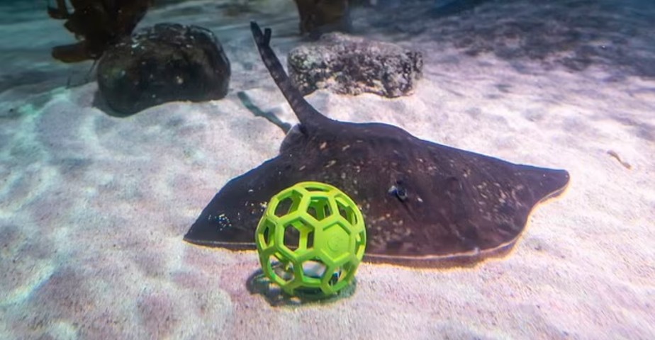Especialistas do London Aquarium compartilharam imagens adoráveis ​​de arraias jogando sua própria versão de futebol subaquático