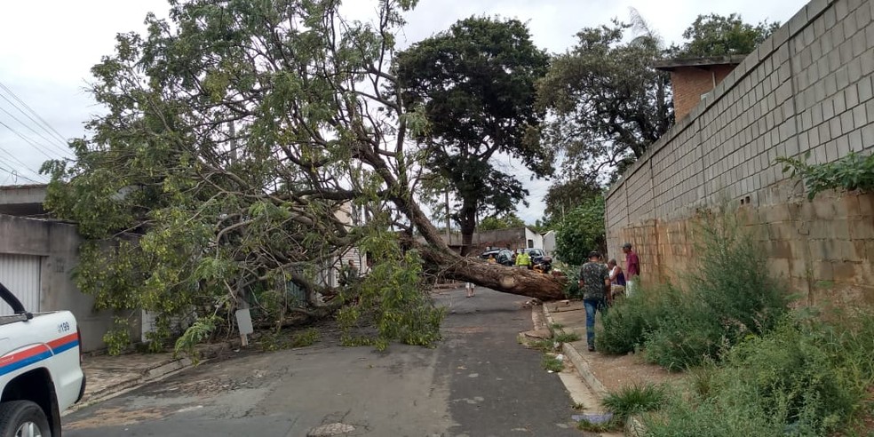 Árvore caída na Rua Aurélio Martins, Jardim Estoril — Foto: Defesa Civil 