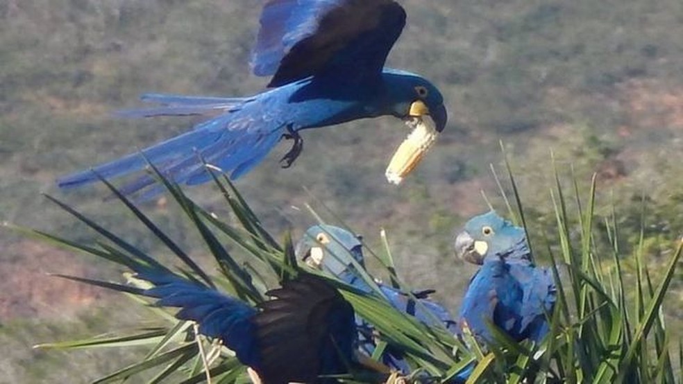 Arara-azul-de-lear — Foto: ECO