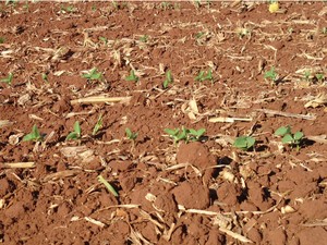 Plantio da soja em Mato Grosso do Sul está na reta final (Foto: Diego Silva/Aprosoja/MS)