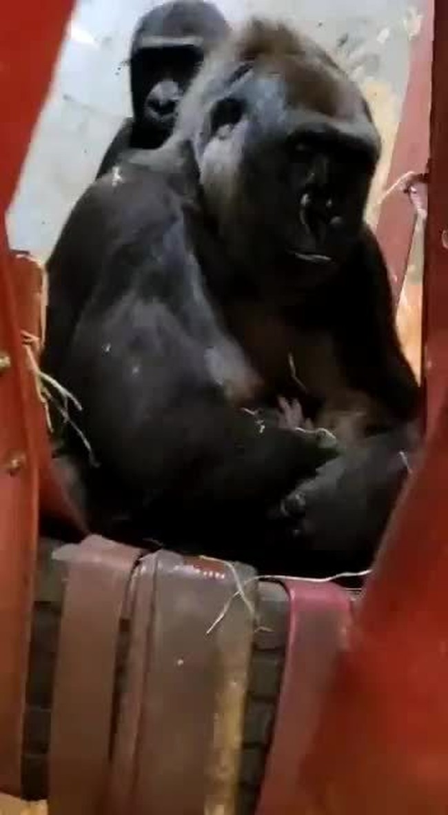 Imbi ninando o 5º filhote da família gorila no zoológico de BH