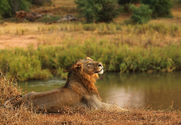 leão, imposto de renda, ir (Foto: Cameron Spencer/Getty Images)