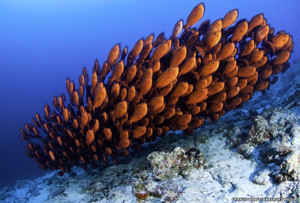  A diversidade de cores e formas dos peixes oceânicos parece infindável. Pelas lentes do fotógrafo Franco Banfi, vemos o vermelho vibrante desse cardume (Foto: Franco Banfi)