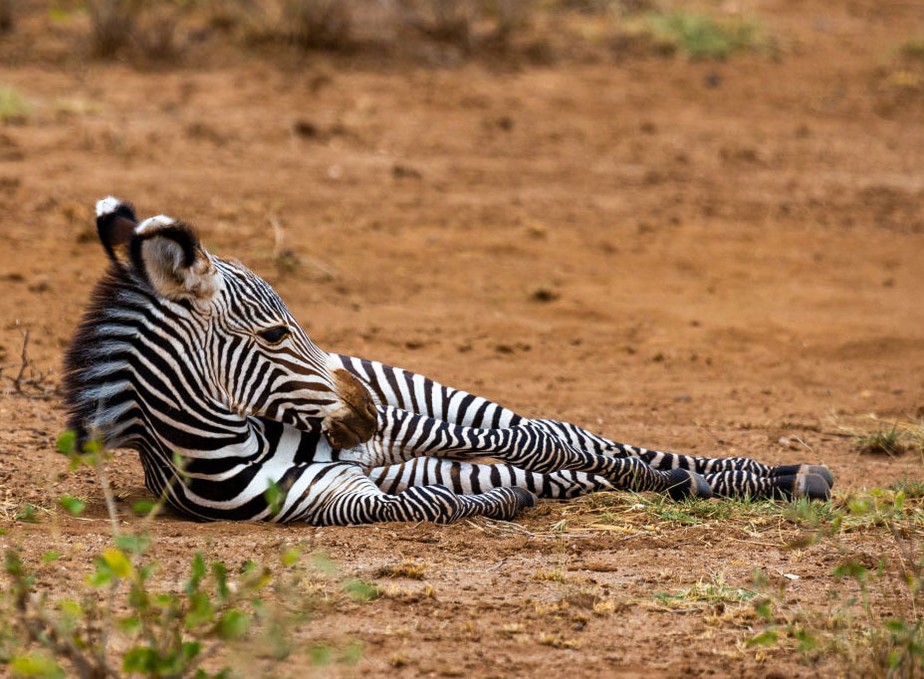 Zebra-de-grevy