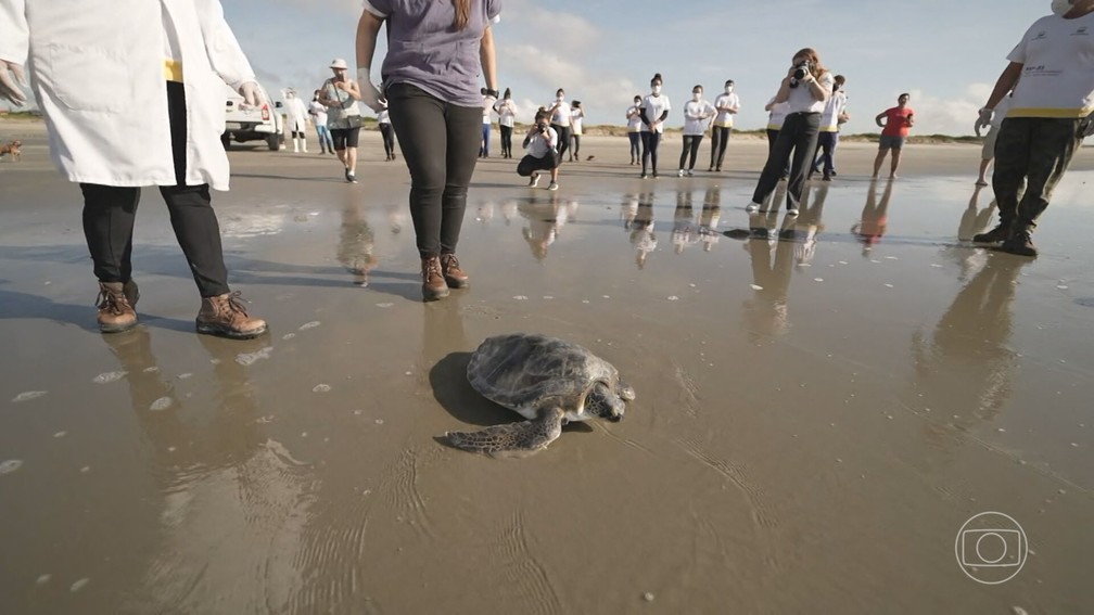 Tartaruga reabilitada é devolvida ao mar — Foto: Reprodução/Jornal Nacional