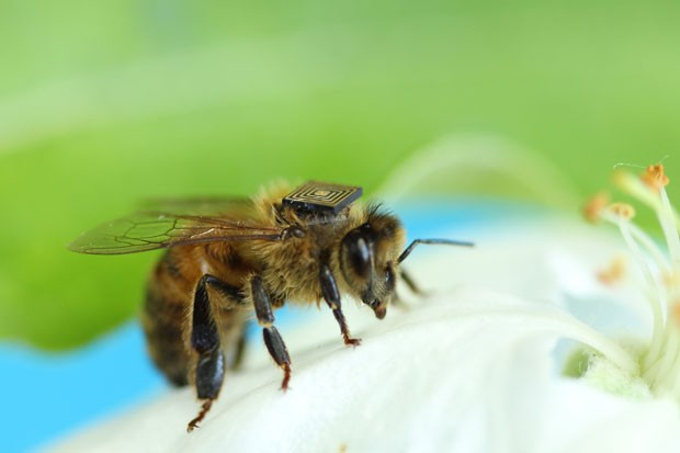 Exemplar de abelha usa microssensor desenvolvido por cientista brasileiro. Testes feitos na Tasmânia, Austrália, tenta identificar se pesticidas tem causado a morte de insetos, responsáveis pela polinização natural (Foto: Divulgação/Csiro- Austrália)