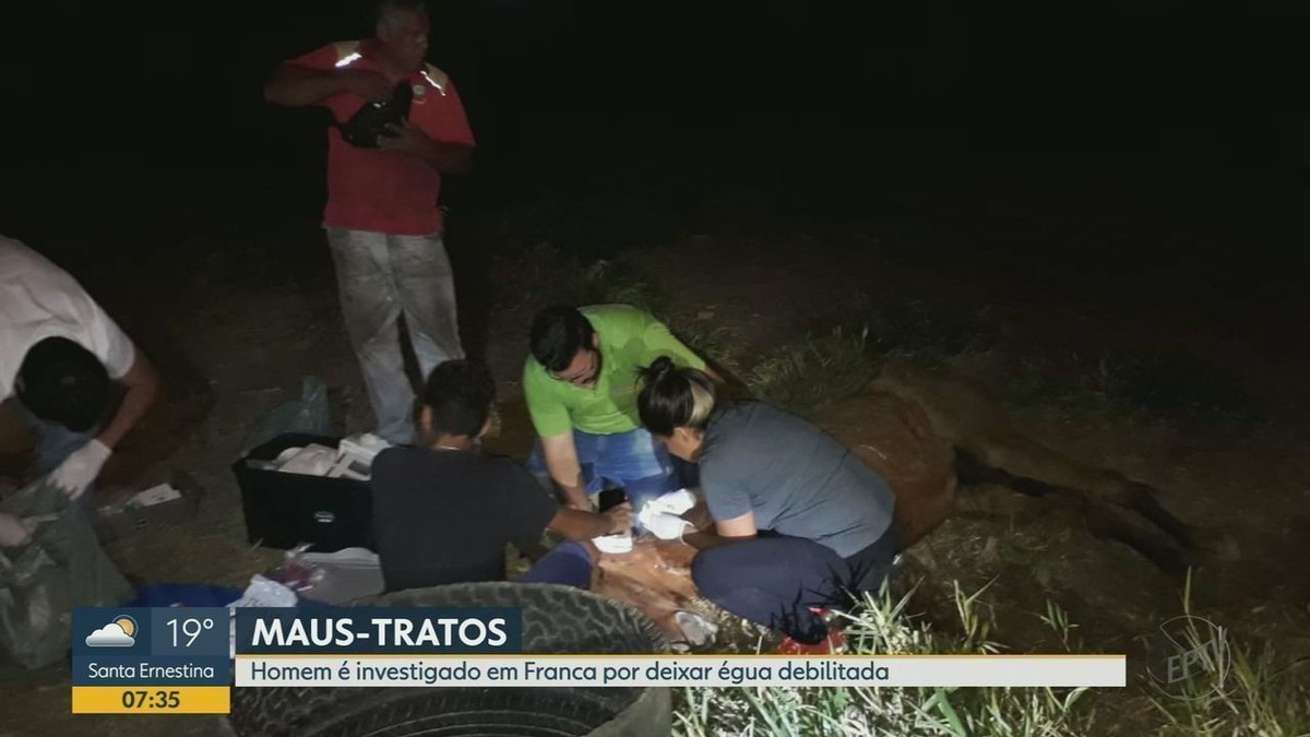 Mare est sauvée en état de déshydratation dans une ferme à Franca;  tuteur répondra pour voies de fait |  Ribeirao Preto et la France