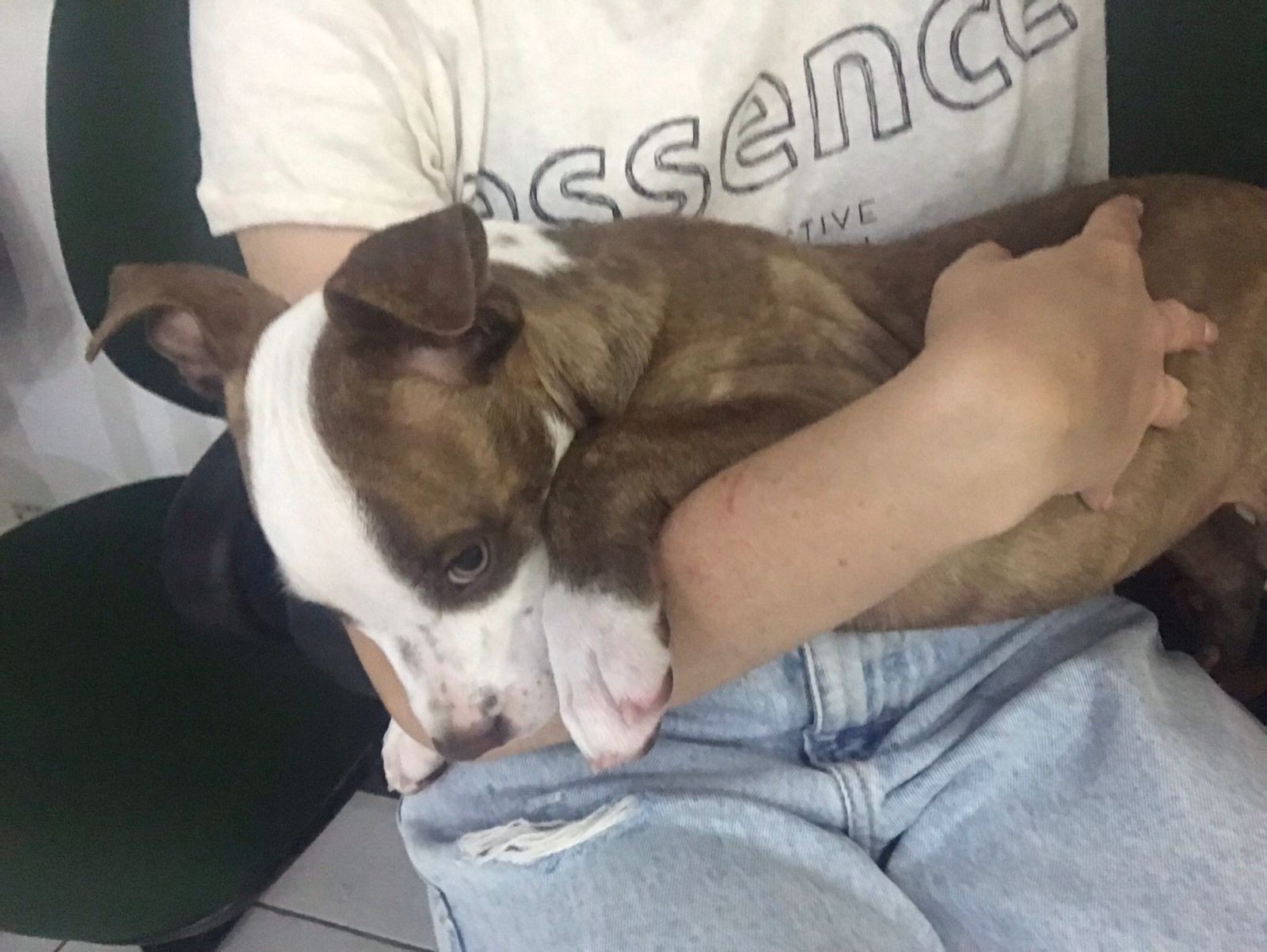 Cachorra furtada e vendida por R$ 50 é devolvida à tutora em Lajeado