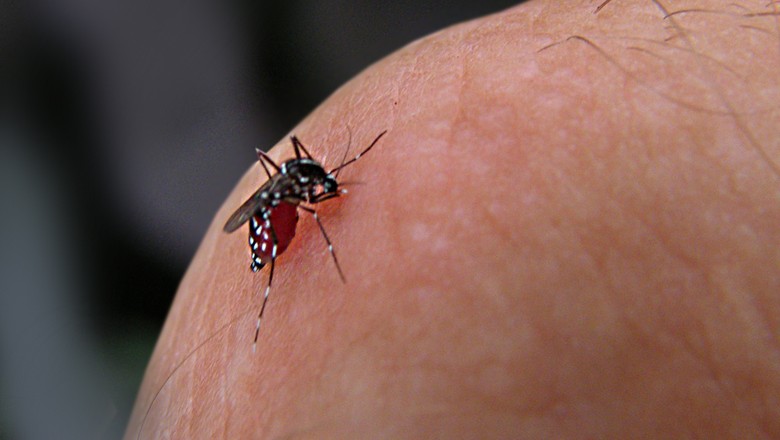 mosquito-da-dengue-aedes-aegypti-zika-chikungunya (Foto: Ian Jacobs/CCommons)