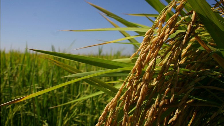 agricultura_arroz (Foto: Paulo Rossi/Ed. Globo)