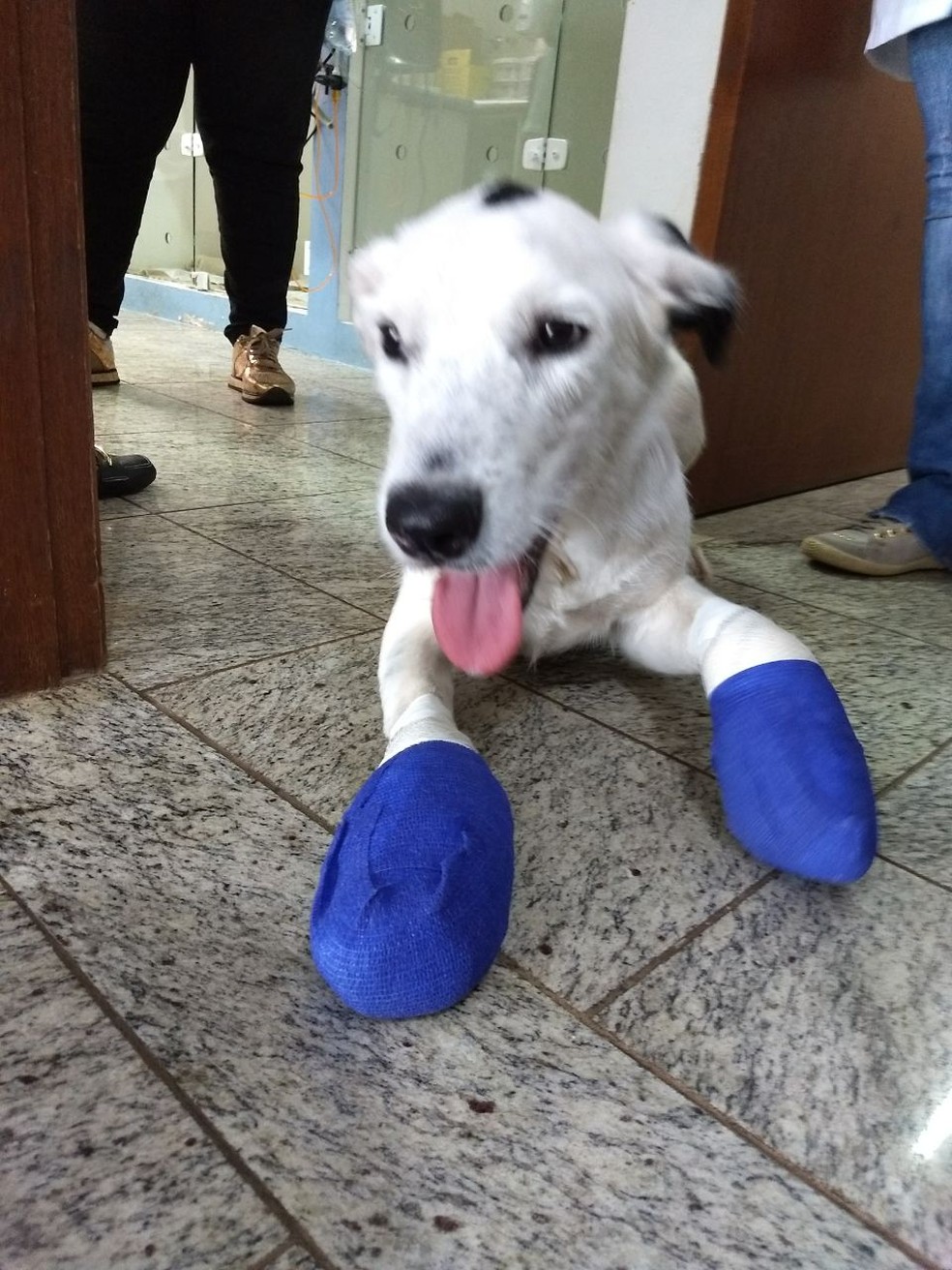 O cão Pingo passa por tratamento em clínica veterinária de Araraquara (Foto: Arquivo Pessoal)