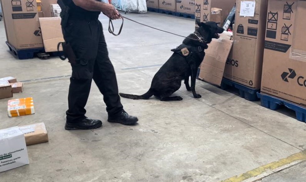Drogas foram encontradas por c&atilde;es farejadores da PF &mdash; Foto: PF/Divulga&ccedil;&atilde;o