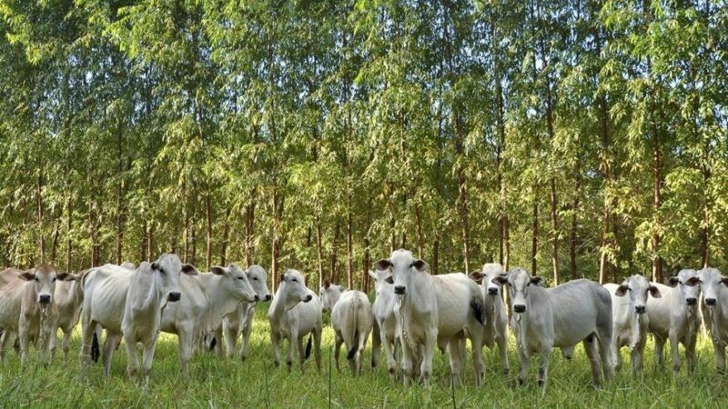 Propriedade rural no Paraná onde se pratica a Integração Lavoura-Pecuária, onde há cultivo de grãos em consórcio com a criação de bois (Foto: Casa Civil do PR via BBC News)
