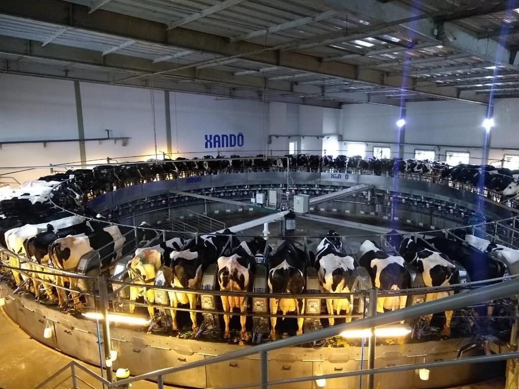 Produção própria de leite protege Xandô da variação dos preços do leite no mercado interno (Foto: Divulgação)