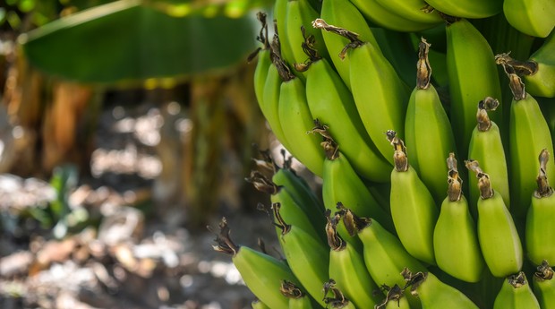 banana, plantação, agricultura (Foto: Reprodução/Pexels)