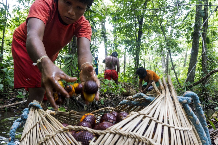 Indígenas Xavante realizam a colheita do buriti perto da aldeia Ripá, na TI Pimentel Barbosa, em Mato Grosso, dando exemplo de harmonia entre ocupação humana e floresta