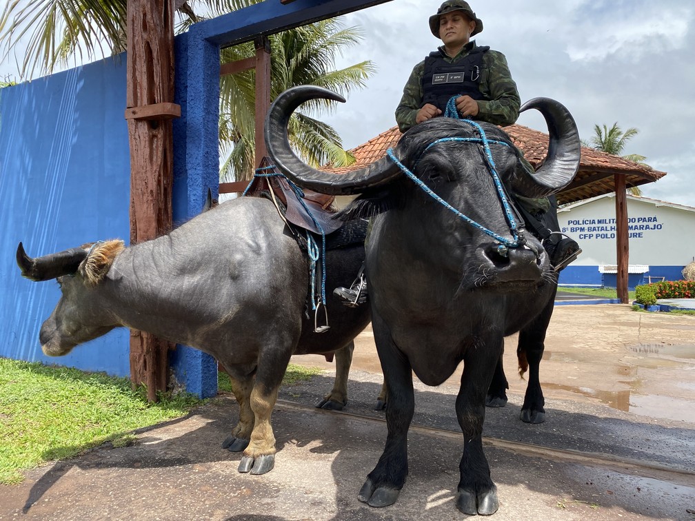 O ‘Baratinha’, búfalo da raça Carabao, à esquerda; e o ‘Minotouro’, da raça Mediterrânea, à direita. — Foto: Marcus Passos / g1 Pará