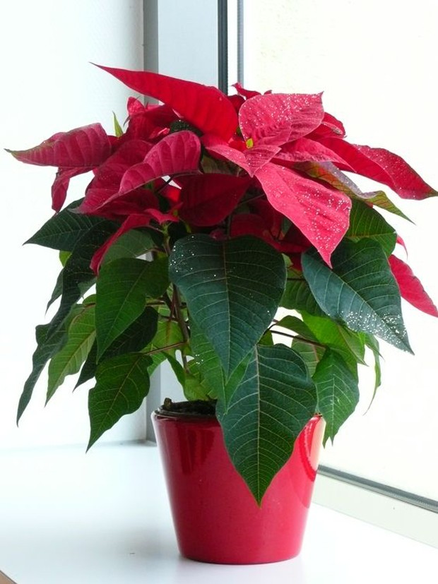 Porque a planta bico de papagaio não fica vermelha Flor Do Natal Tudo Sobre A Planta Tambem Conhecida Como Bico De Papagaio Casa Vogue Paisagismo