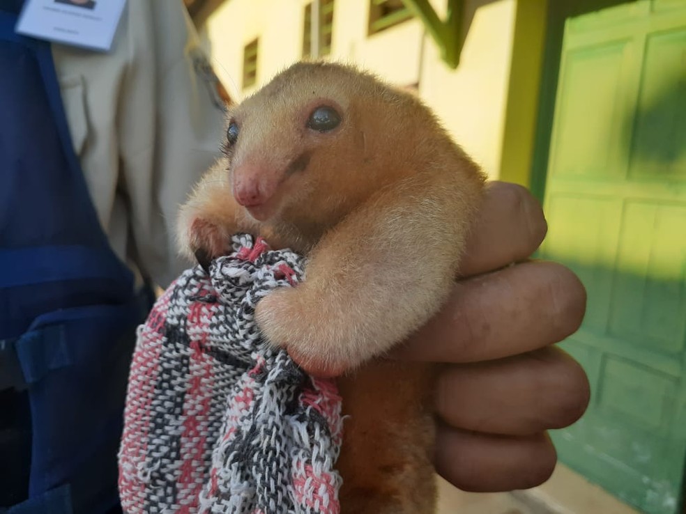Ele foi encaminhado ao zoo pelo Instituto Tamanduá após ter sido resgatado pelo Ibama — Foto: Karina Molina/Divulgação