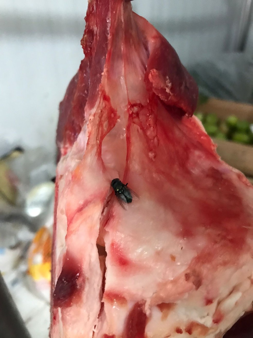 Equipes encontraram insetos em carne bovina estragada apreendida em Maceió — Foto: Vigilância Sanitária