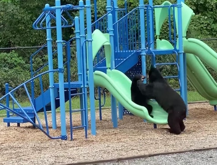 Professora flagra ursos brincando no playground de escola infantil (Foto: Reprodução / Instagram)