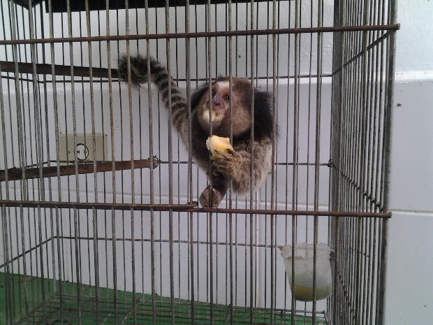 Sagui vendido ilegalmente é resgatado em Santos 