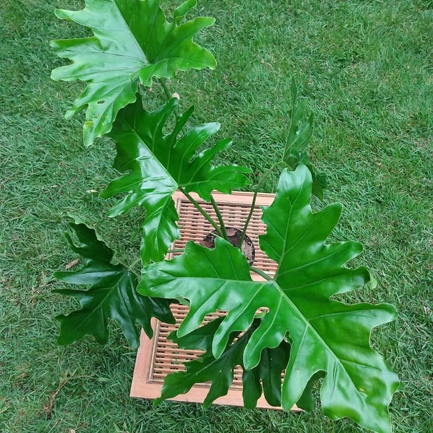 Saiba como cuidar do guaimbê, arbusto tropical com folhas esculturais (Foto: Reprodução/ Instagram/ @_deborices)