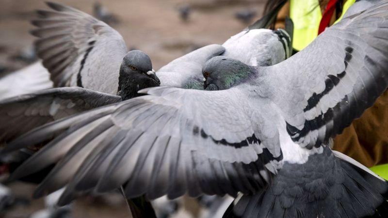 BBC Os pombos podem aprender a associar a comida a certos comportamentos, e as IAs podem exibir postura semelhante (Foto: Binnu Ege Gurun Kocak/Getty Images)