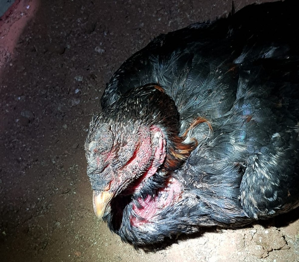 Aves estavam gravemente feridas, mutiladas e sem água e comida — Foto: Polícia Ambiental 