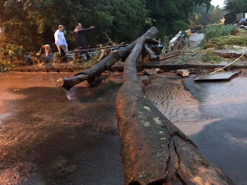 Árvores também tombaram com a força da correnteza em Botucatu — Foto: Prefeitura de Botucatu/Divulgação