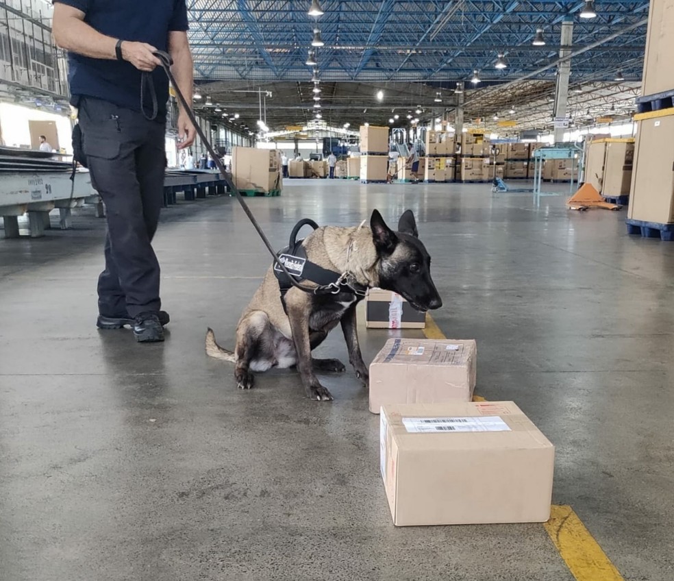Cão farejador encontrou cocaína e notas falsas em central de distribuição dos Correios no Recife  — Foto: Receita Federal/Divulgação