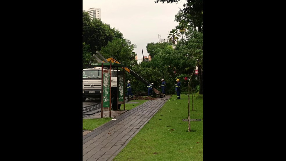 Árvore corre risco de cair no Bairro do Parnamirim, Zona Norte do Recife — Foto: Reprodução / TV Globo