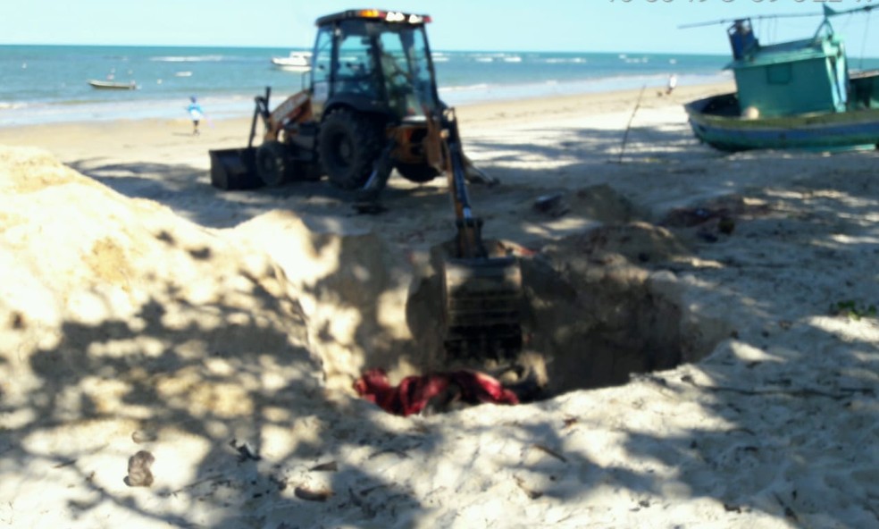 Baleia jubarte foi encontrada morta e enterrada na praia, em Trancoso — Foto: Divulgação / Instituto Baleia Jubarte