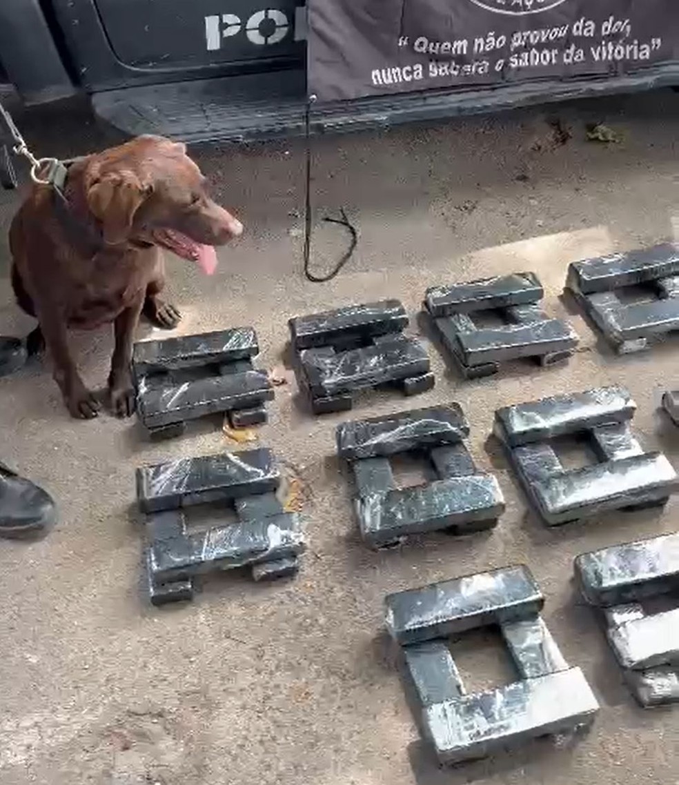 Cachorro do Batalhão de Ações com Cães (BAC) e a droga apreendida na Cidade de Deus — Foto: Reprodução