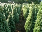 Seca atrapalha o desenvolvimento da tuia, pinheiro tradicional de Natal