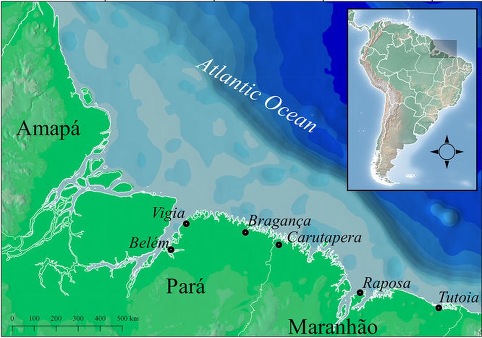 Pesca de tubarões em extinção foram identificados em sete regiões no litoral norte do Brasil, incluindo o Maranhão (Foto: Reprodução/Nature)