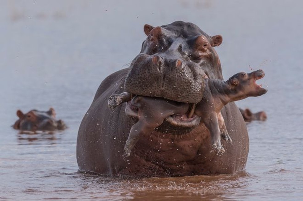 Hipopótamo devora filhote da mesma espécie em lagoa no Zimbábue.  — Foto: Adrian Hirschi/WPY2019