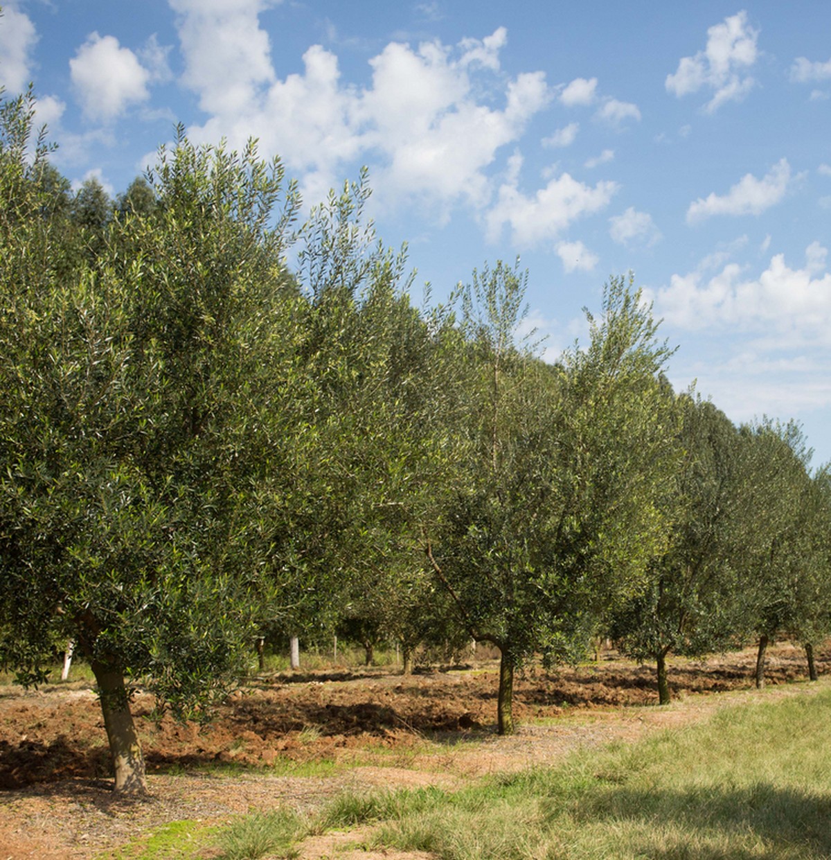 Cultivo de oliveiras aumenta, e azeite nacional ganha mercado Agronegócios Valor Econômico