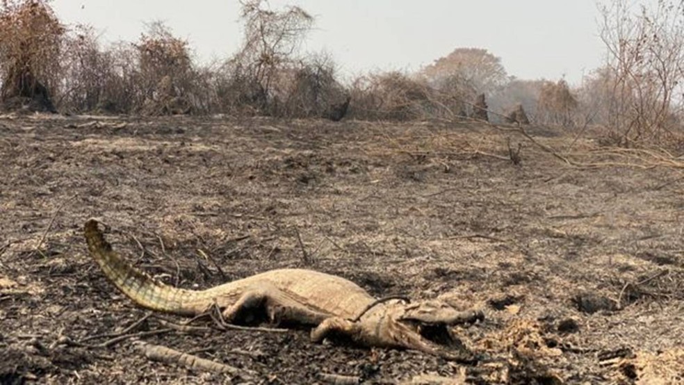 Nem todos os animais conseguem fugir a tempo das chamas que atingem o bioma — Foto: Jorge Salomão Júnior via BBC