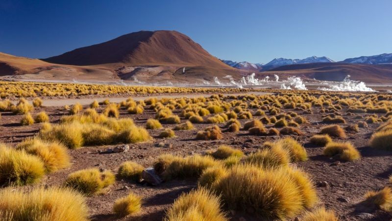 Uma equipe de pesquisadores acredita ter encontrado a chave para a incrível resistência e adaptabilidade das plantas que sobrevivem às condições extremas do Atacama (Foto: Getty Images via BBC News)