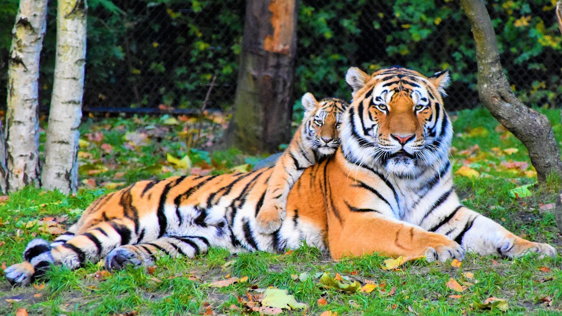 Observando uma tigresa, cientistas perceberam que sua rotina mudou (e muito) após o nascimento de seus filhotes (Foto: Pexels)