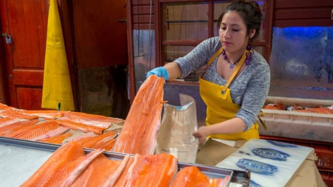 As vendas de salmão desabaram na China (Foto: Getty Images via BBC News Brasil)