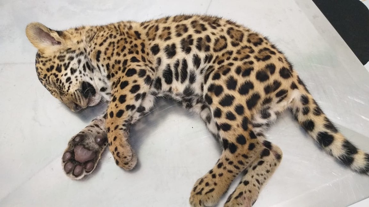Filhote de onça-pintada é resgatado às margens de rodovia e recebe
