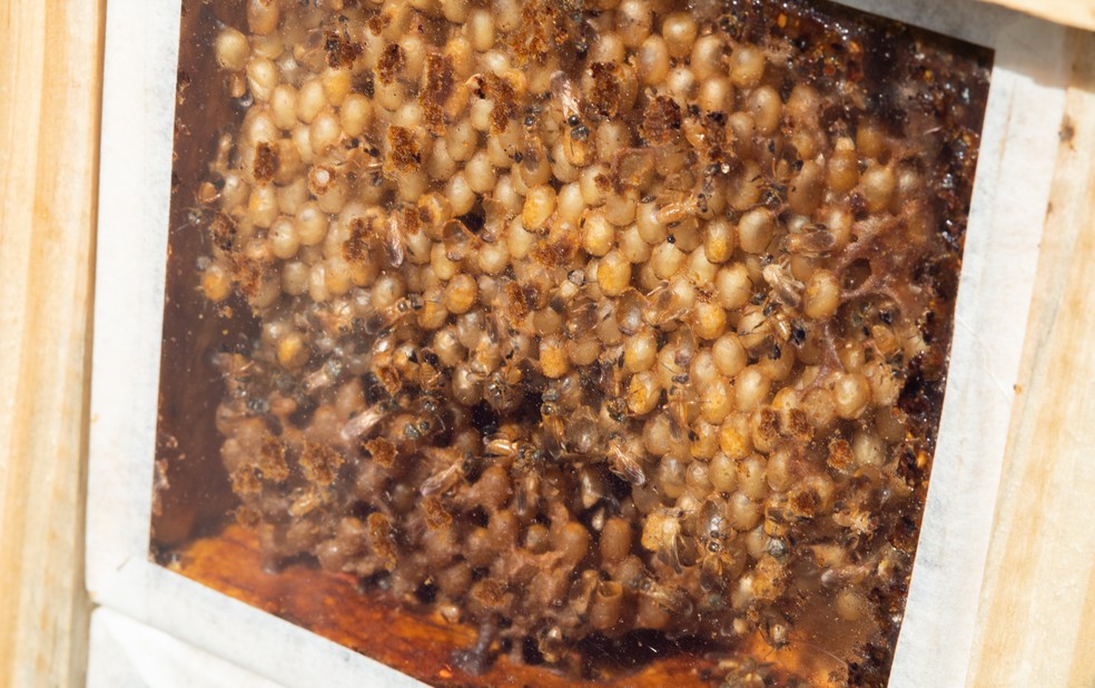 Forma de produção de mel das abelhas sem ferrão garante mais variedade de sabores e texturas, diz pesquisador da Embrapa — Foto: Érico Andrade/g1