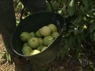 Agricultores do sertão de PE investem no cultivo da goiaba